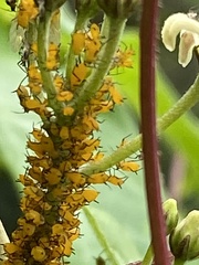 Aphis