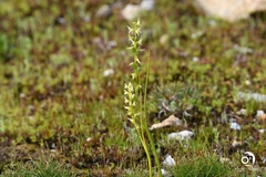 Prasophyllum gracile
