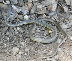 Masticophis bilineatus