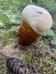 Ganoderma