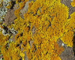 Xanthoria calcicola