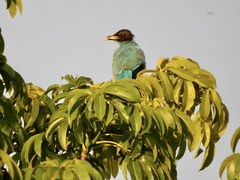 Cyanocorax yucatanicus