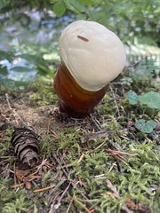 Ganoderma