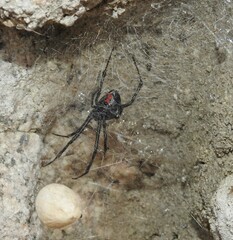 Latrodectus