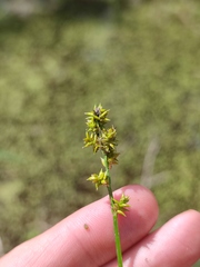 Carex elongata