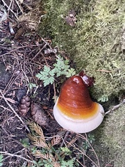 Ganoderma