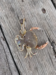 Ovalipes australiensis