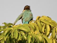 Cyanocorax yucatanicus