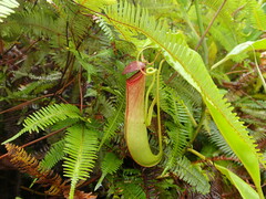 Nepenthes mirabilis