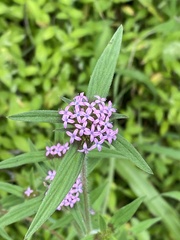 Crusea hispida