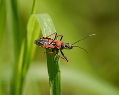 Rhynocoris iracundus