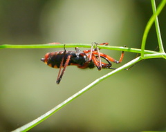 Rhynocoris iracundus