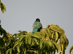 Cyanocorax yucatanicus