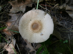 Image of Agaricus bellanniae