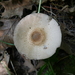 Agaricus bellanniae - Photo (c) Tim Kennedy, some rights reserved (CC BY), uploaded by Tim Kennedy