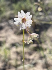 Mirabilis linearis