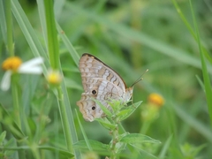 Anartia jatrophae