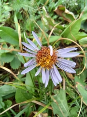 Erigeron peregrinus