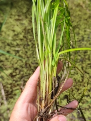 Carex elongata
