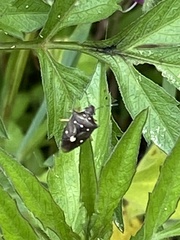 Carpocorini