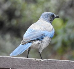 Aphelocoma wollweberi