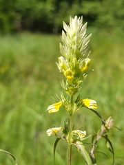 Melampyrum argyrocomum