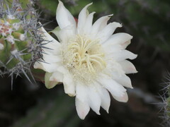 Stenocereus gummosus