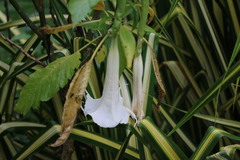Brugmansia suaveolens