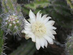 Stenocereus gummosus