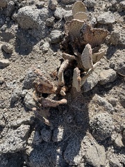 Opuntia basilaris basilaris