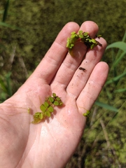 Salvinia natans