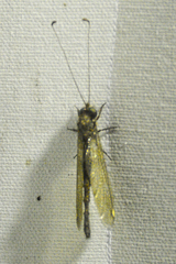 Ululodes quadripunctatus