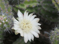 Stenocereus gummosus