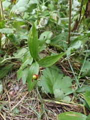 Maianthemum stellatum