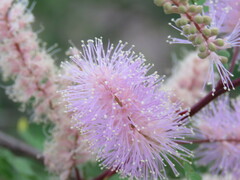 Mimosa distachya