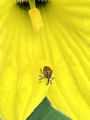 Pseudocentrinus ochraceus