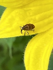 Pseudocentrinus ochraceus