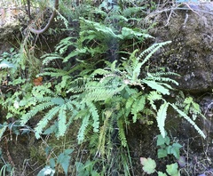 Adiantum aleuticum