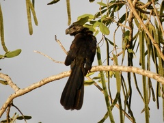 Crotophaga sulcirostris