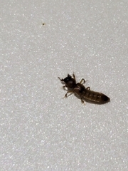 Bledius