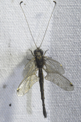 Ululodes quadripunctatus