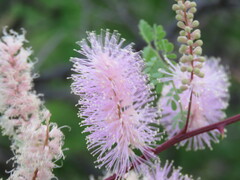 Mimosa distachya