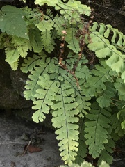 Adiantum aleuticum
