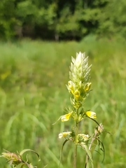 Melampyrum argyrocomum