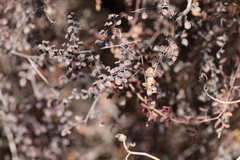 Pellaea andromedifolia