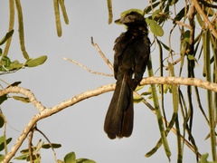 Crotophaga sulcirostris