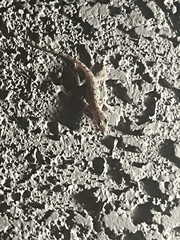 Cyrtopodion scabrum