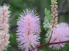 Mimosa distachya