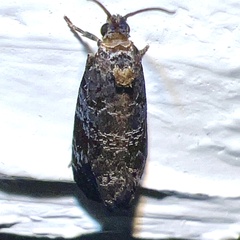 Olethreutinae