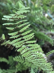 Adiantum aleuticum